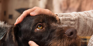 Lost Companions: How important pet companions are to our wellbeing and how to deal with their loss during isolation