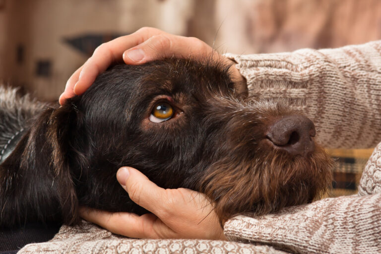 Lost Companions: How important pet companions are to our wellbeing and how to deal with their loss during isolation