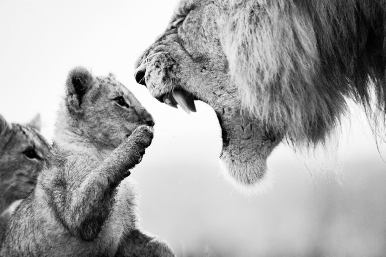 World Lion Day 2020