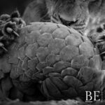 122195834_1299053107124467_8903743330152185904_n