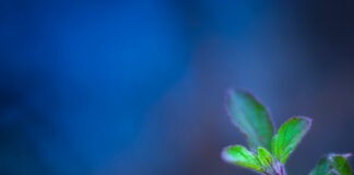 Ayurvdic Principles for Health in a Pandemic