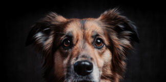 Drawing Inspiration from Dogs