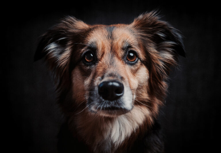 Drawing Inspiration from Dogs