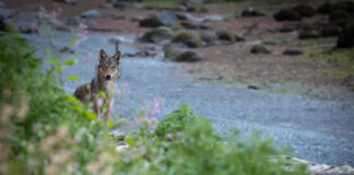 MM- What the Wolf Taught Me
