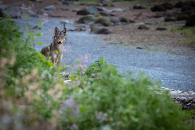 MM- What the Wolf Taught Me