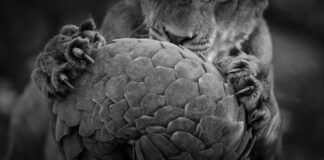 How to Sketchboard a Conservation Story