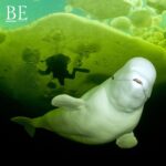 128609085_391415108583133_4434062734833101725_n