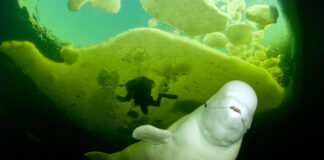 Love Calls of the WILD