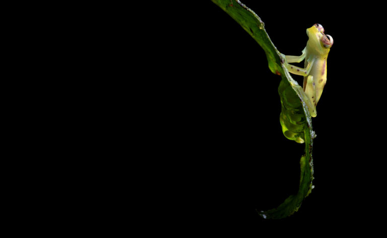 An Animation for Amphibian Activists