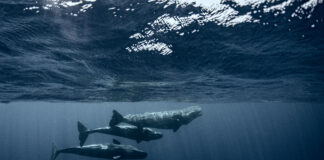 A Sea of Stories: Behind the Lens and Beneath the Waves with Amanada Cotton