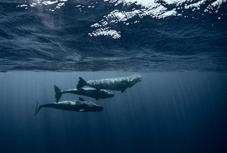 A Sea of Stories: Behind the Lens and Beneath the Waves with Amanada Cotton