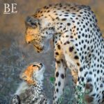 128202268_700418984236154_4778963876176084031_n