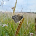 129135319_110224480917784_3219483129990824334_n