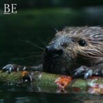 129722513_683074909337434_7060049927357521377_n