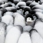 130773665_392658428485992_7481188388572562440_n