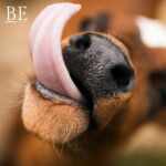 131574291_1948892855250646_1065772737442538984_n