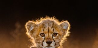 Remembering Cheetahs