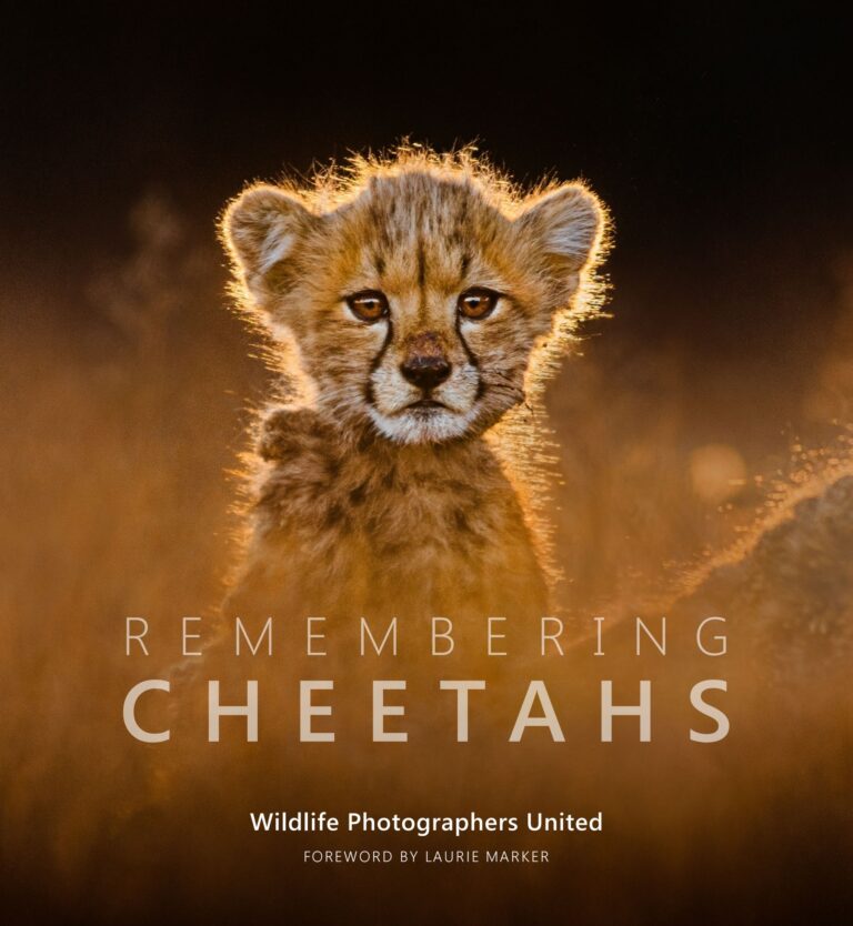 Remembering Cheetahs