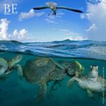 136683753_535481460740863_1612108982703036421_n