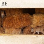 136684715_395002048464426_7949589884860789806_n