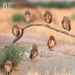 137314780_237053121207961_2778251161006934074_n