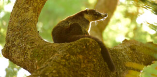 Saving My Forest: The Enchanted Valley