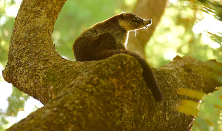 Saving My Forest: The Enchanted Valley