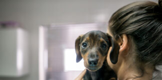 Protecting Pets from Poison