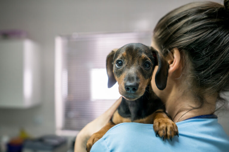 Protecting Pets from Poison