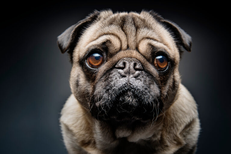 What Dogs Teach Us About Stress