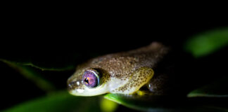 The Night Frogs by M.J. Gibbs