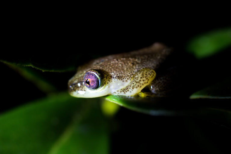 The Night Frogs by M.J. Gibbs