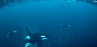 Photo-identification and Citizen Science Solves Orca Mystery