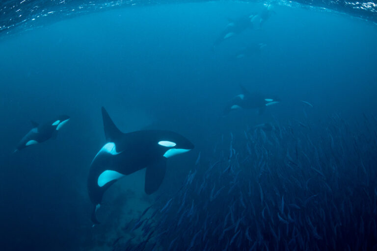 Photo-identification and Citizen Science Solves Orca Mystery