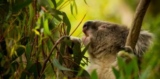 Rewilding Abandoned Lands