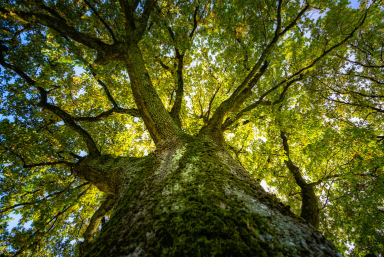 Ode to Trees: A Letter for Aspiring Arbonauts