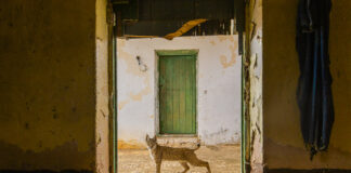 Wildlife Photographer of the Year: A Much Needed Window into the Wild