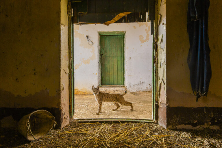 Wildlife Photographer of the Year: A Much Needed Window into the Wild