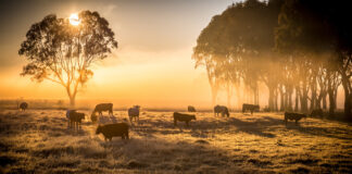 Eating for Health and Nature