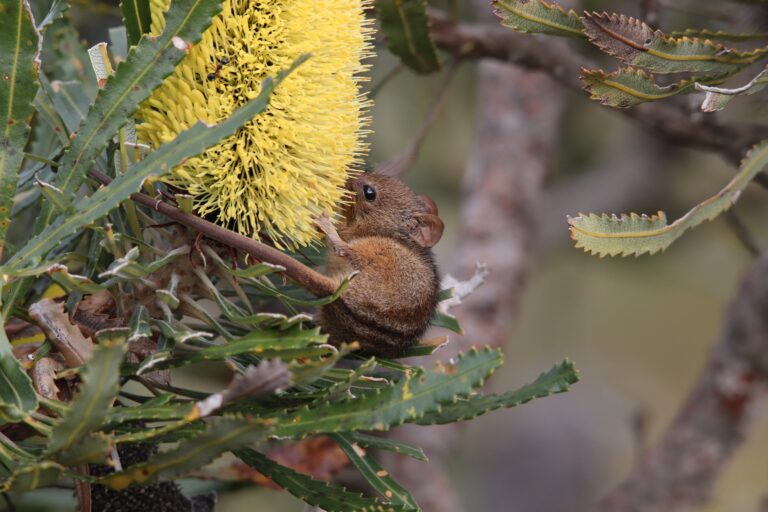 How to Photograph Honey Possums