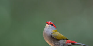 Capturing the Beauty of Birds