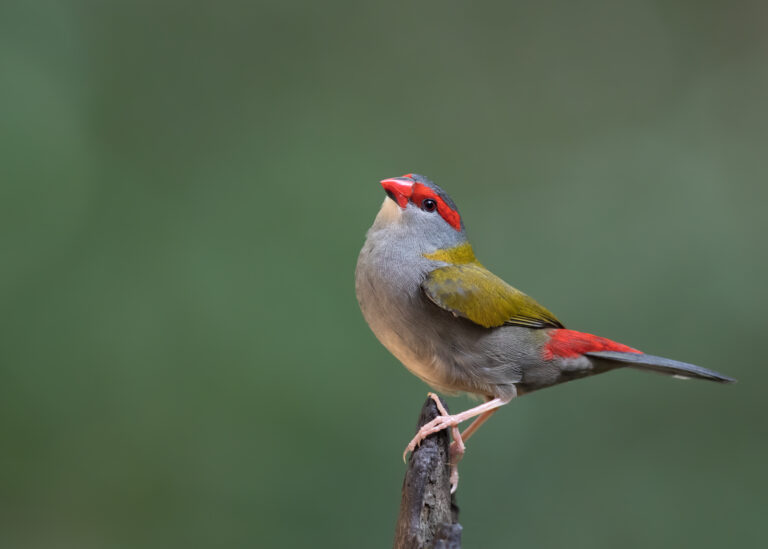 Capturing the Beauty of Birds