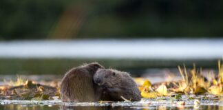 A Garden Inspired by Beavers