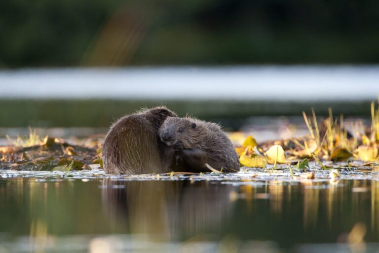 A Garden Inspired by Beavers