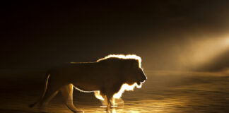 How to Photograph Lions with Beverly Joubert