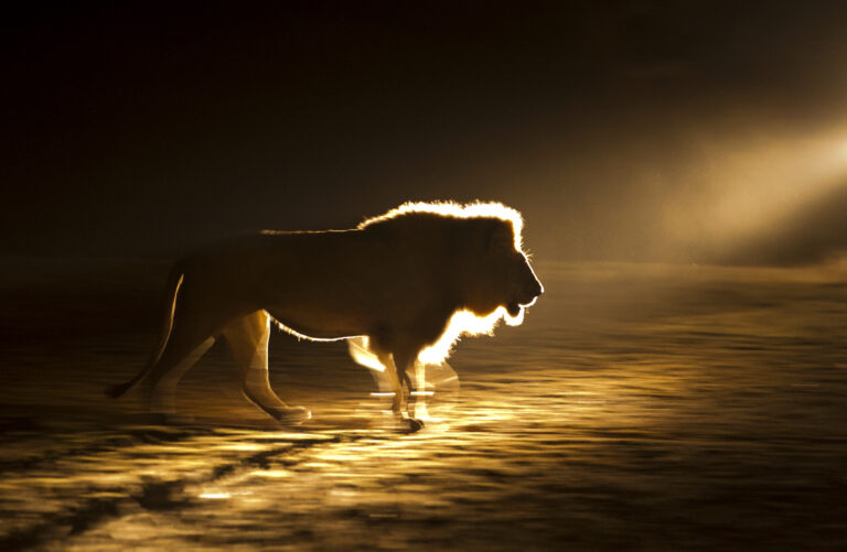 How to Photograph Lions with Beverly Joubert