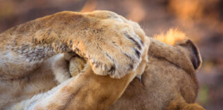 Cultural Perspectives on Anxiety