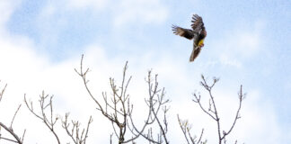 Canon EOS R6 Shooting Between the Lines