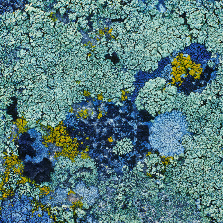 Surprising Sources of Immune Support