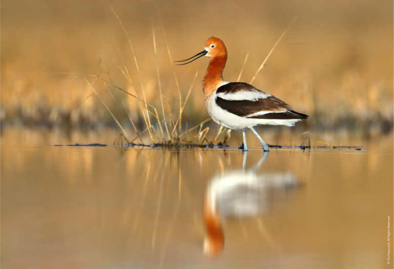 An Ethical Manifesto for Bird Photography